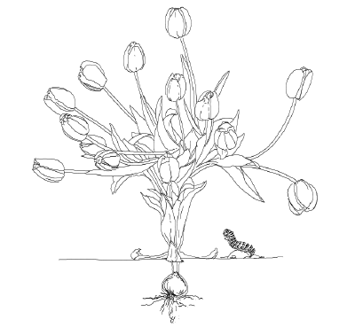 Tulipes